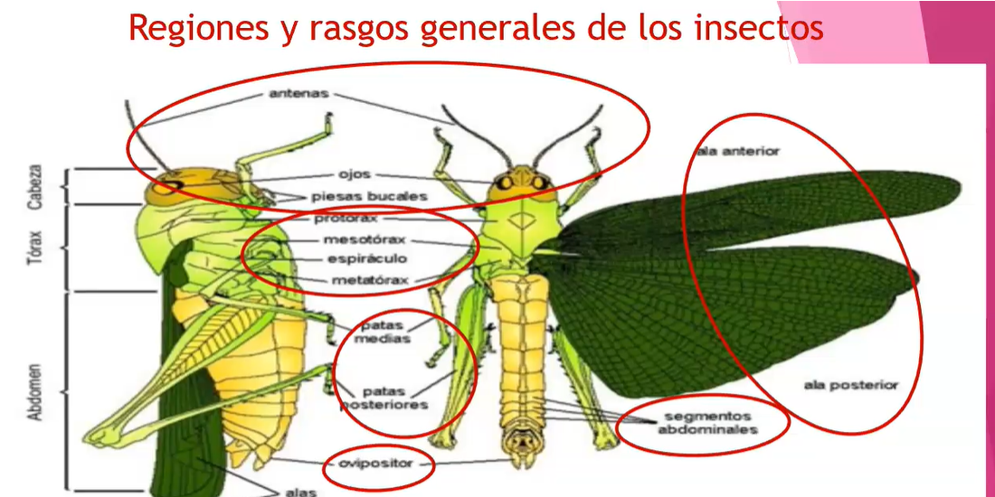  Taxonomía y Sistemática de Insectos en Sanidad Vegetal